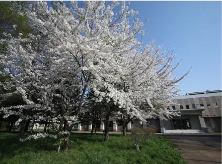 オフィス周辺環境（札幌本社）桜の写真