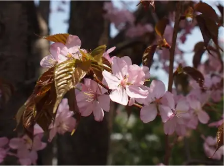 オフィス周辺環境（札幌本社）桜の写真