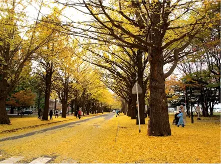 オフィス周辺環境（札幌本社）銀杏の写真